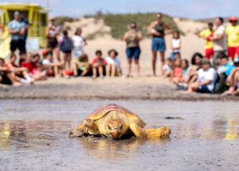 Liberación tortugas | Cabildo Fuerteventura