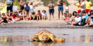 Liberación tortugas | Cabildo Fuerteventura