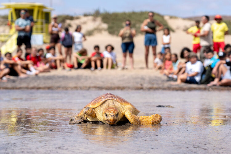Liberación tortugas | Cabildo Fuerteventura