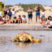 Liberación tortugas | Cabildo Fuerteventura