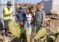 Fuerteventura actúa contra la cochinilla mexicana | Cabildo de Fuerteventura