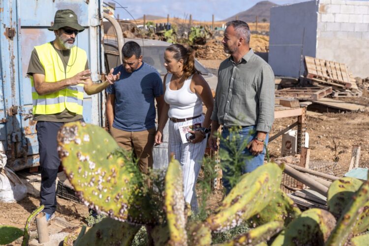 Fuerteventura actúa contra la cochinilla mexicana | Cabildo de Fuerteventura