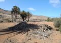 El Cabildo, desde Reserva de la Biosfera, protege los palmerales de Fuerteventura a través de un potente programa europeo Interreg MAC