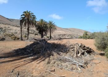 El Cabildo, desde Reserva de la Biosfera, protege los palmerales de Fuerteventura a través de un potente programa europeo Interreg MAC