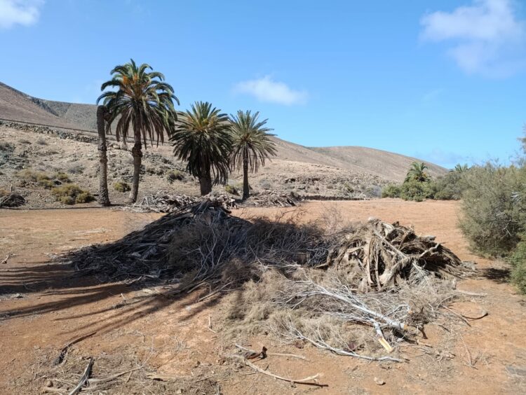 El Cabildo, desde Reserva de la Biosfera, protege los palmerales de Fuerteventura a través de un potente programa europeo Interreg MAC