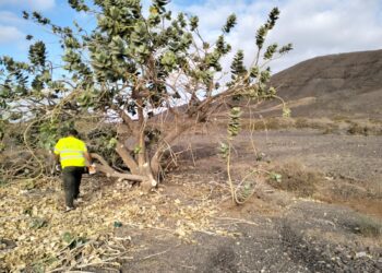 Calotropis | Cabildo de Fuerteventura