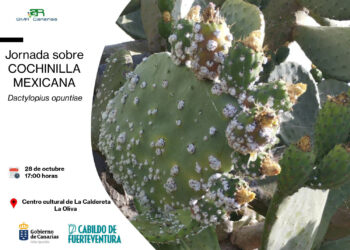 El Cabildo de Fuerteventura imparte una jornada informativa sobre la cochinilla mexicana