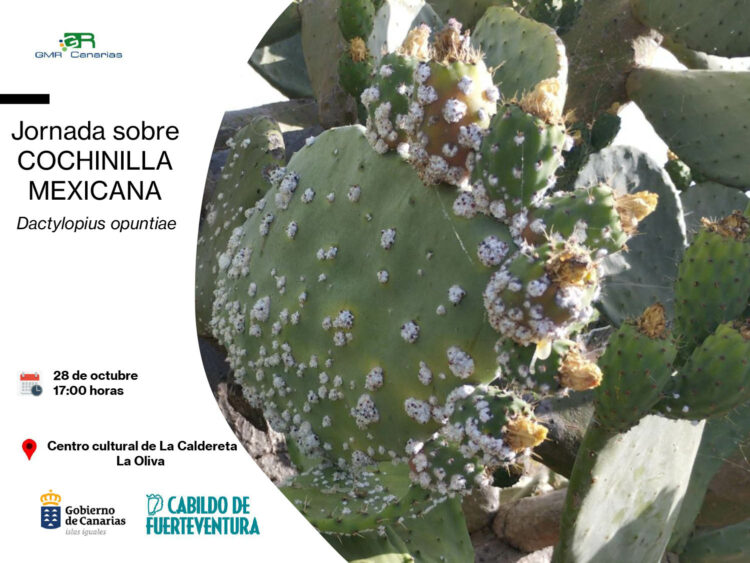 El Cabildo de Fuerteventura imparte una jornada informativa sobre la cochinilla mexicana