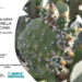 El Cabildo de Fuerteventura imparte una jornada informativa sobre la cochinilla mexicana